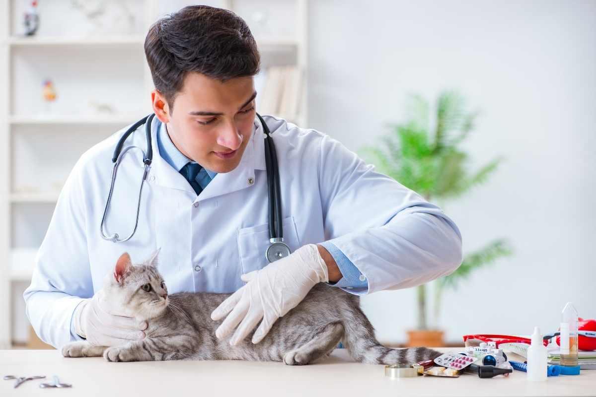 FIP Hastalığı Kedilerden İnsanlara Bulaşır mı